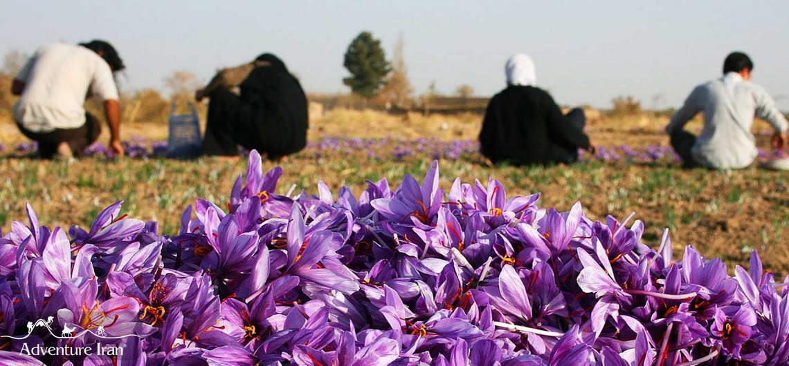 Saffron The Red Gold, Harvesting the saffron in Iran